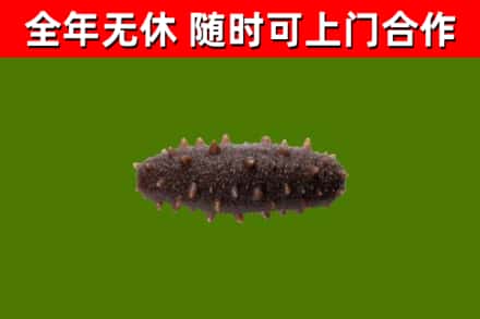 开原市回收海参干
